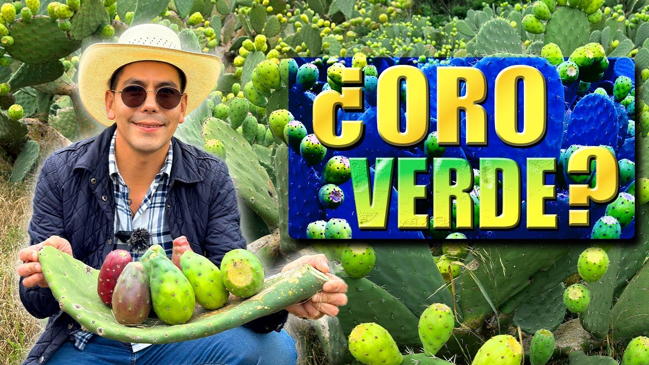 Entre espinas se cosecha el ORO VERDE tuna roja, cristalina y san Martín ¿El nopal no es de MÉXICO?