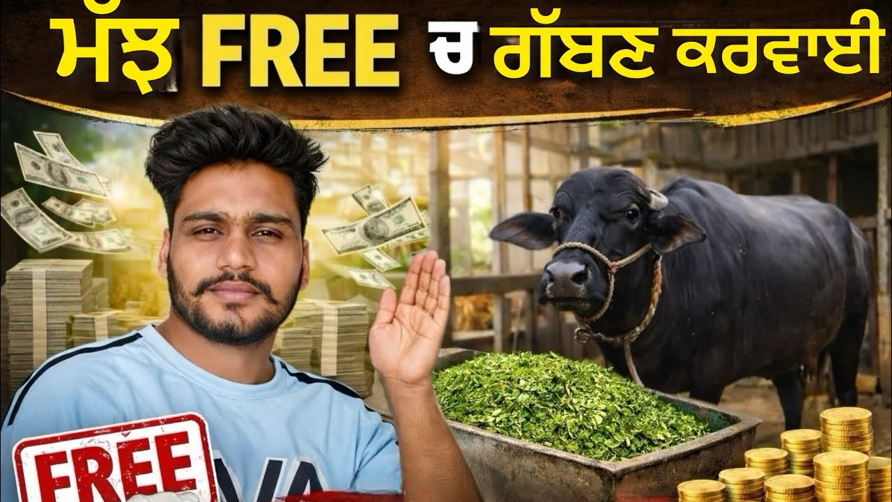 ਮੱਝ ਫ੍ਰੀ ਚ ਗੱਬਣ ਕਰਵਾਈ ਬਿਨਾ ਪੈਸਿਆ ਤੋ!