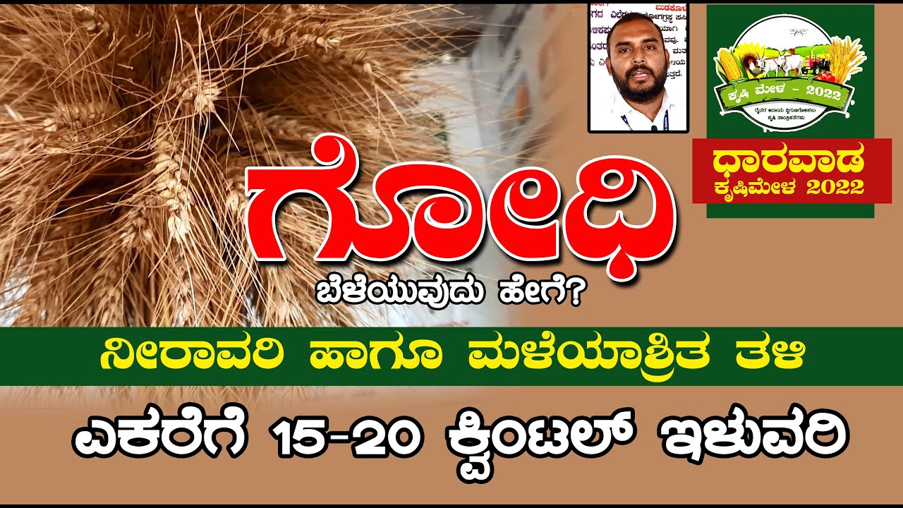 ಗೋಧಿ ಬೆಳೆಯುವುದು ಹೇಗೆ | ಎಕರೆಗೆ 20 ಕ್ವಿಂಟಲ್ ಇಳುವರಿ | Wheat Farming | Dharwad Krishi Mela 2022