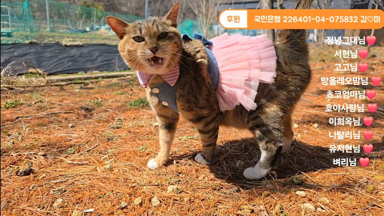 식물 키우기 식집사 방송인가요?
