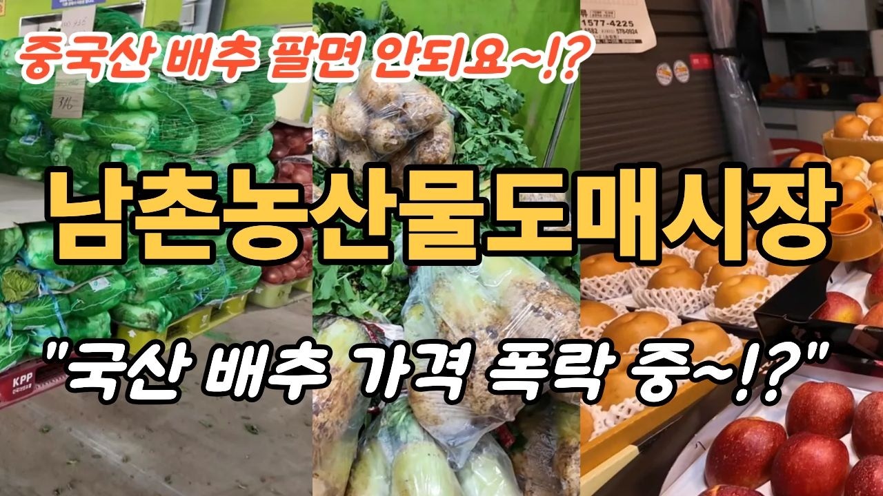 “배추 가격이 이렇게 폭락했다고요?! 남촌농산물도매시장 가격 현황 공개 ~! 힐링여행