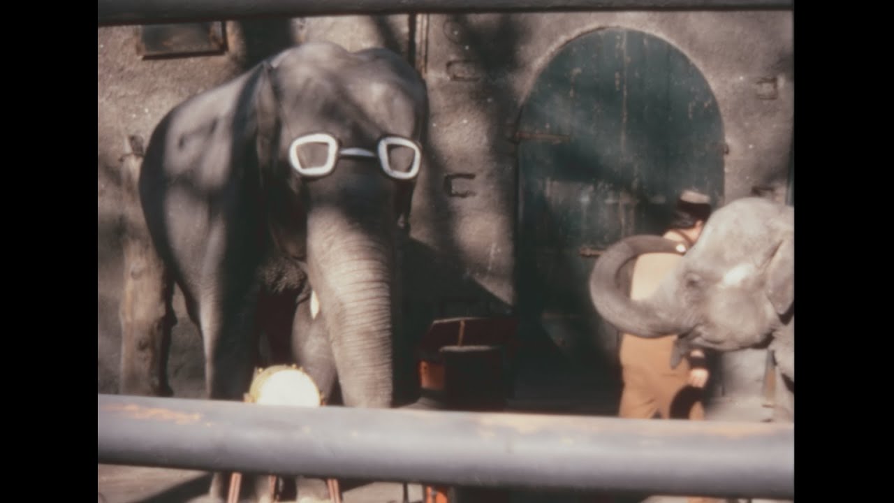 Milan (zoo) 1973 archive footage