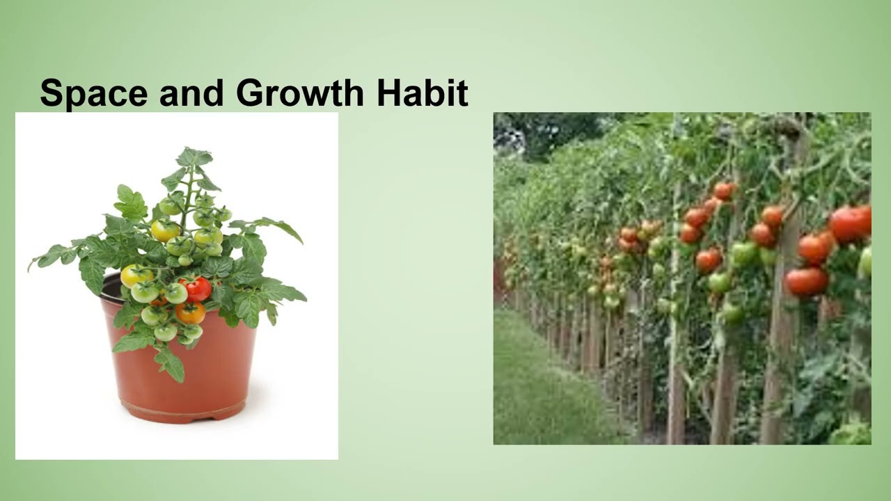 Step by Step of Seedling Production