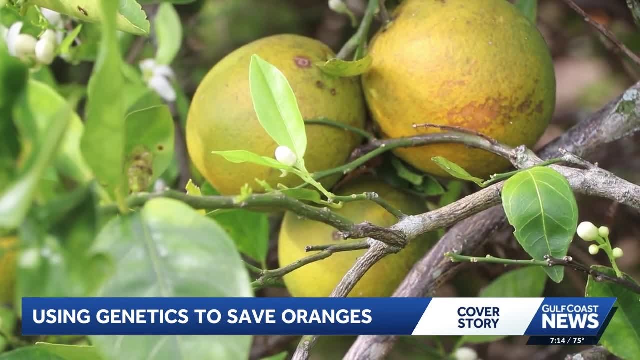 Gene editing and new tree varieties offer hope for Florida’s citrus industry