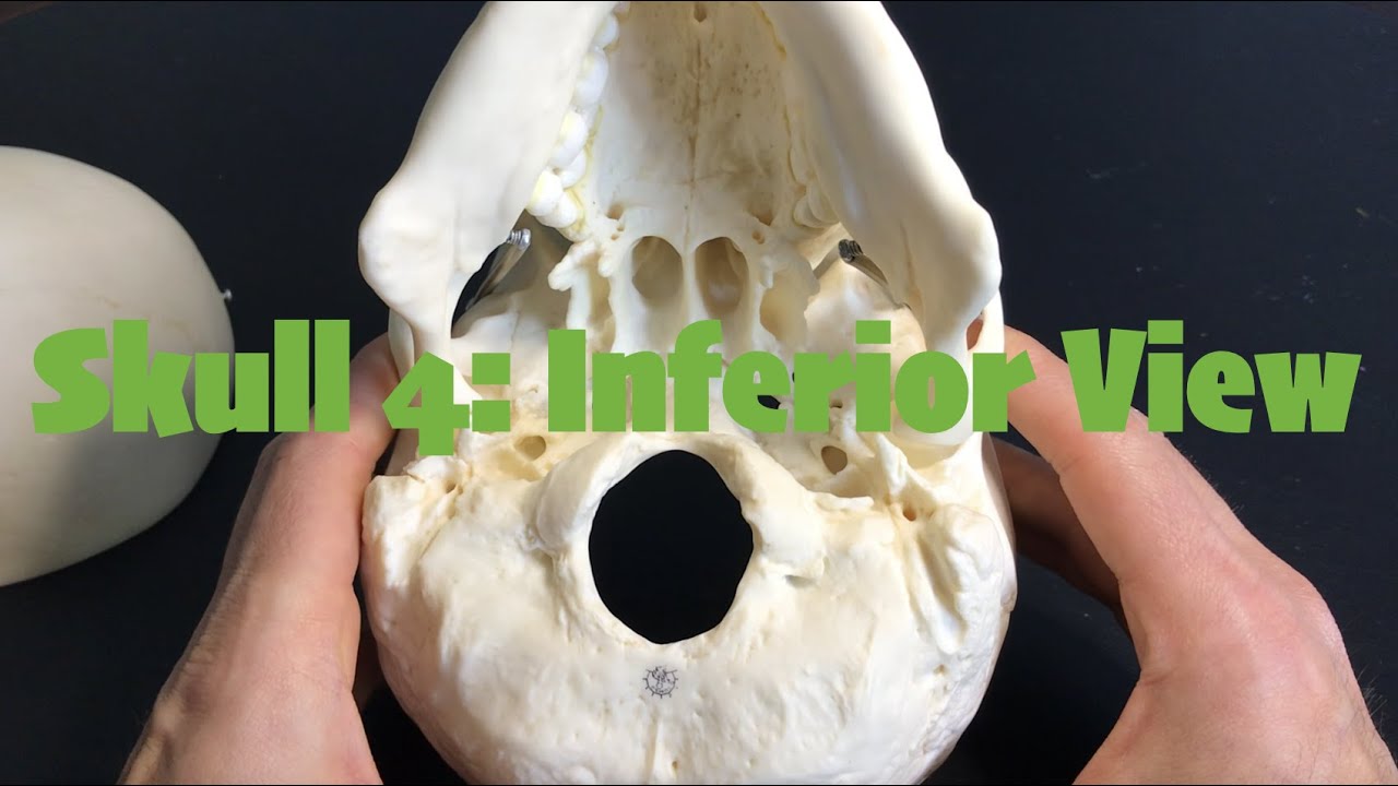 Skull 4 Inferior View