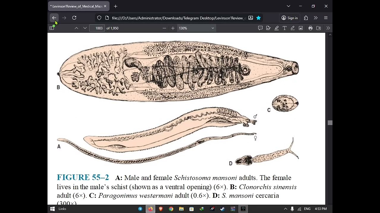 CH55# Clonorchis/جزء اخير