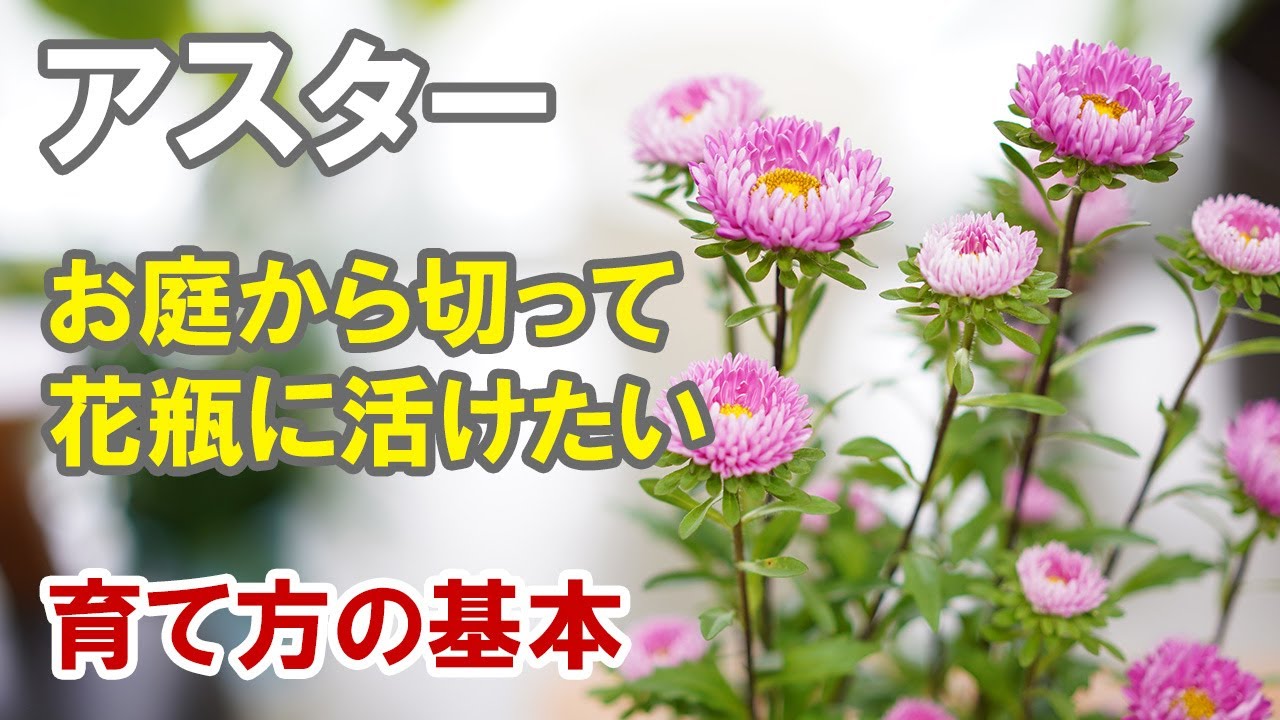 アスターの育て方　八重咲きの美しい花をお庭から摘んで切り花に