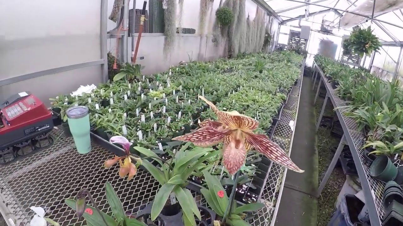 Paph Paradise Greenhouse Walkthrough