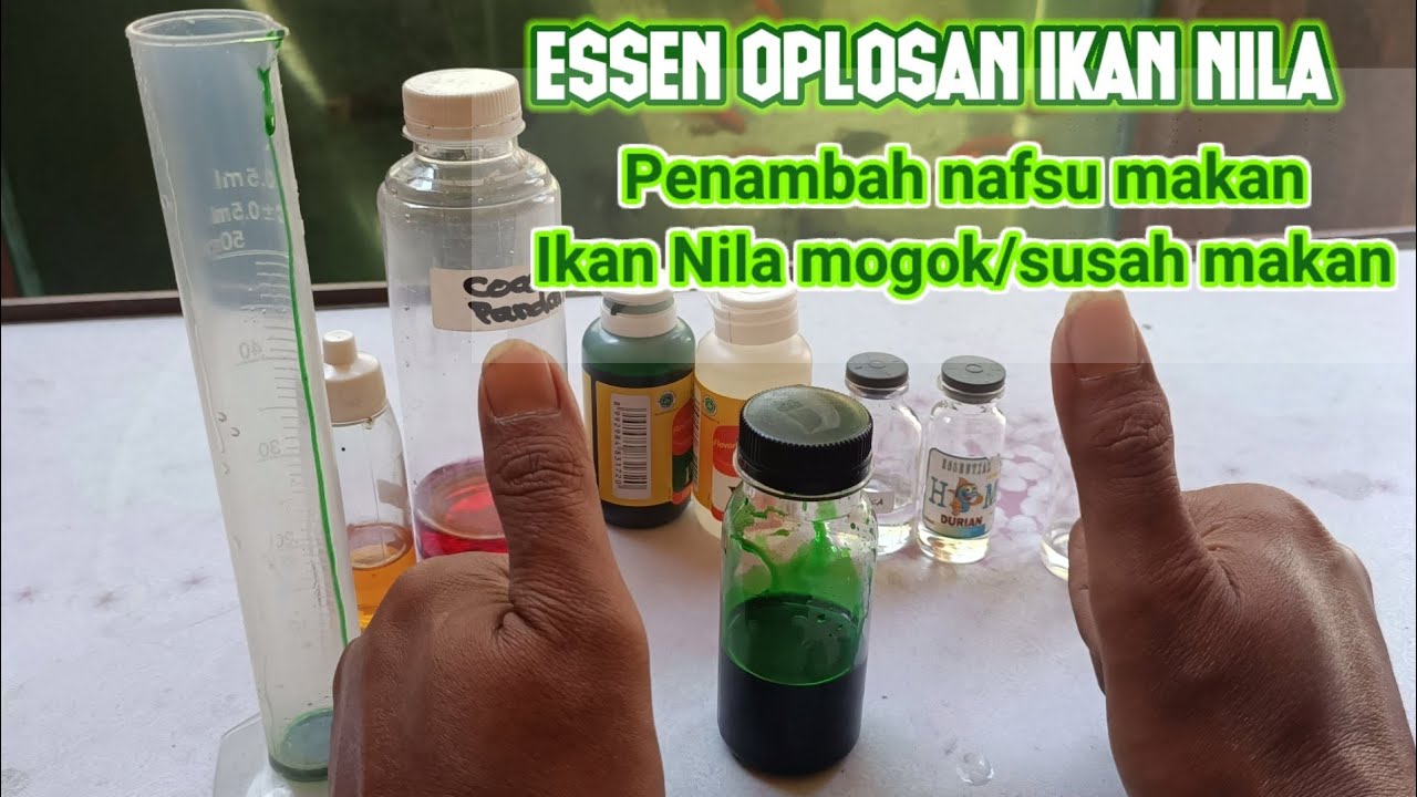 Resep Jitu Essen Ikan Nila Mogok/Susah Makan