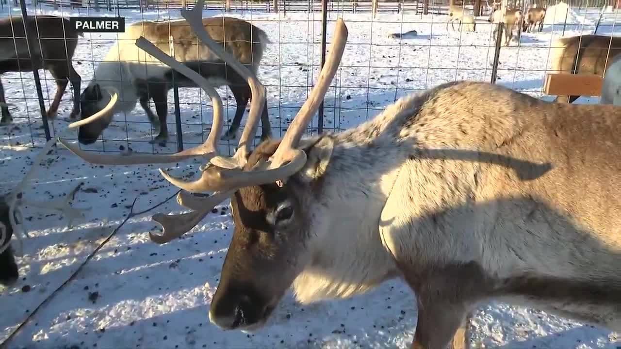 Fur Rondy organizers loving winter snowfall as festival starts