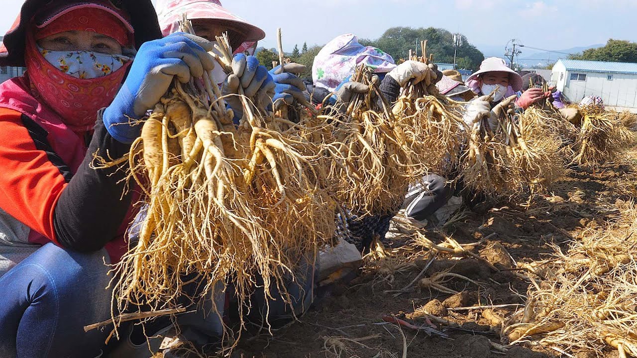 人参的一生｜现代农业种植和收获人参【21世纪农业】