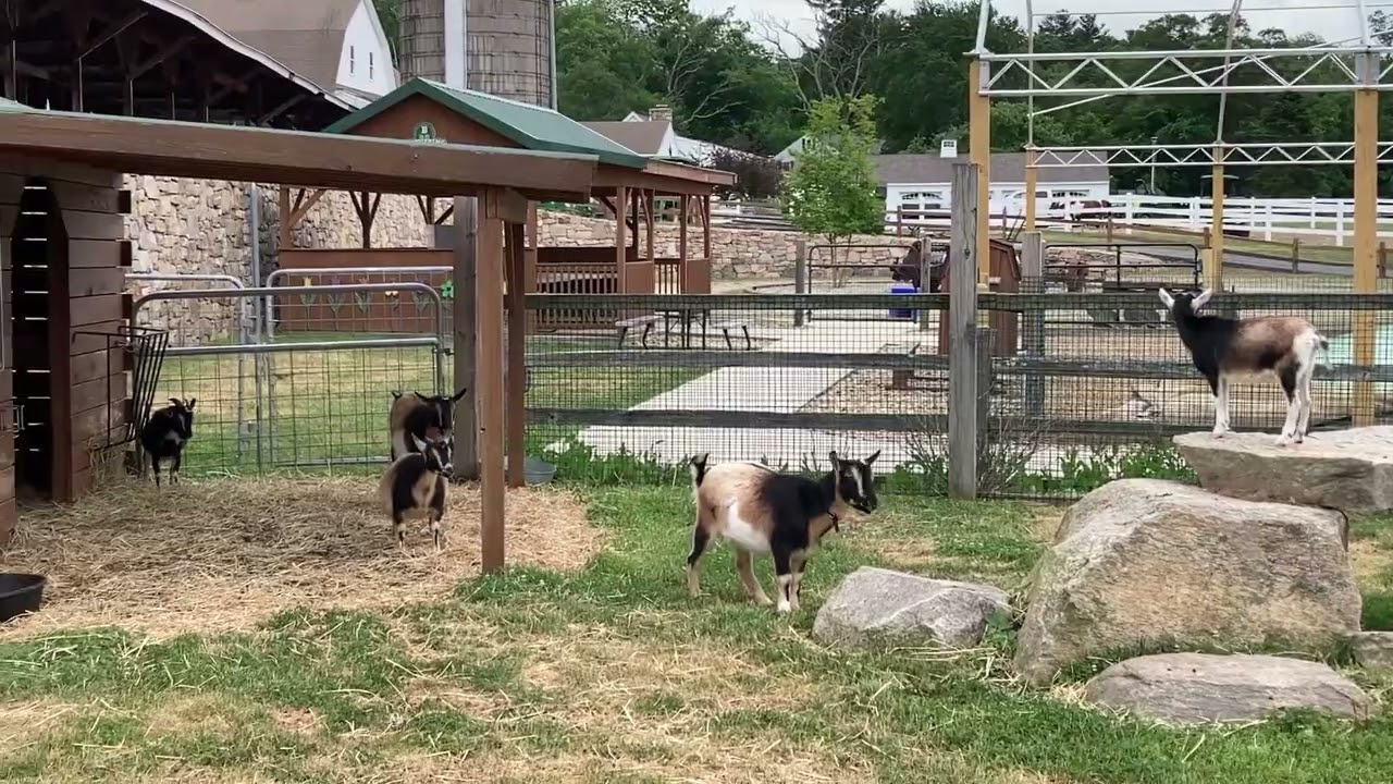 Goats (Capra hircus)