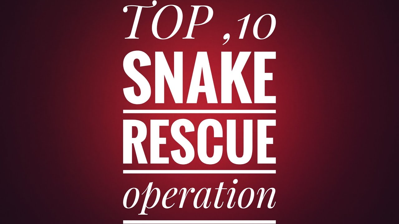 TOP 10 Snake Rescue operation