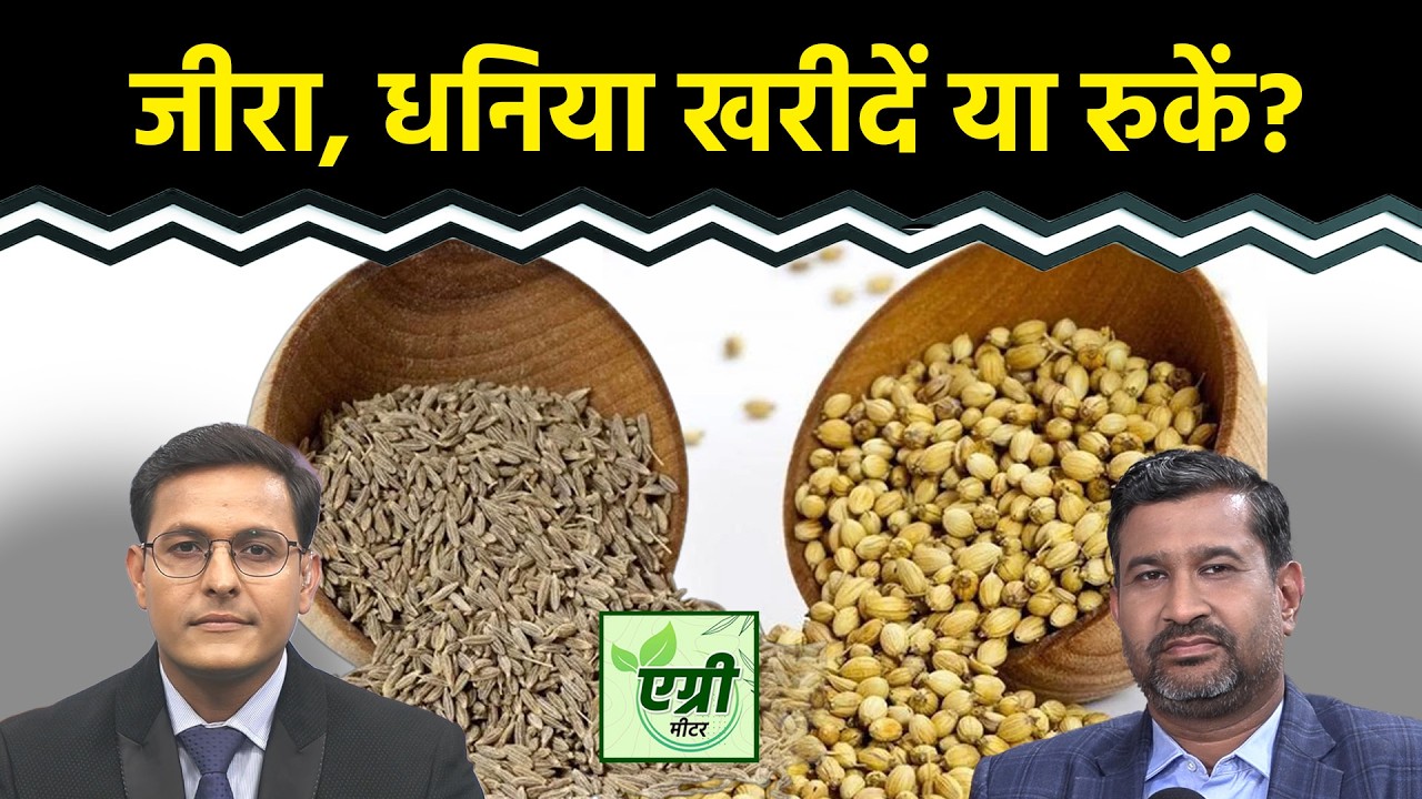 Agri Commodity : NCDEX पर हल्दी, जीरा और धनिया में कहां मिलेगा मुनाफा? Commodity Market