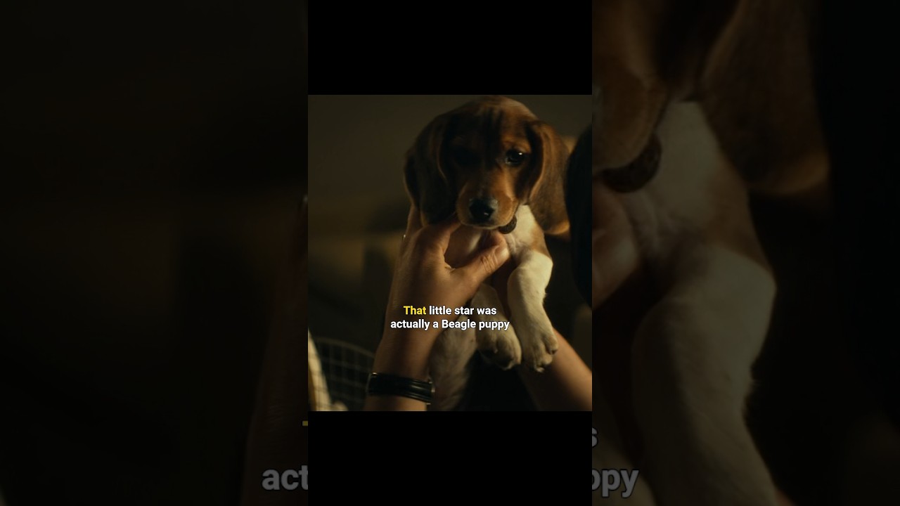 The Real Puppy Behind John Wick’s Heartbreaking Story 💔🐶