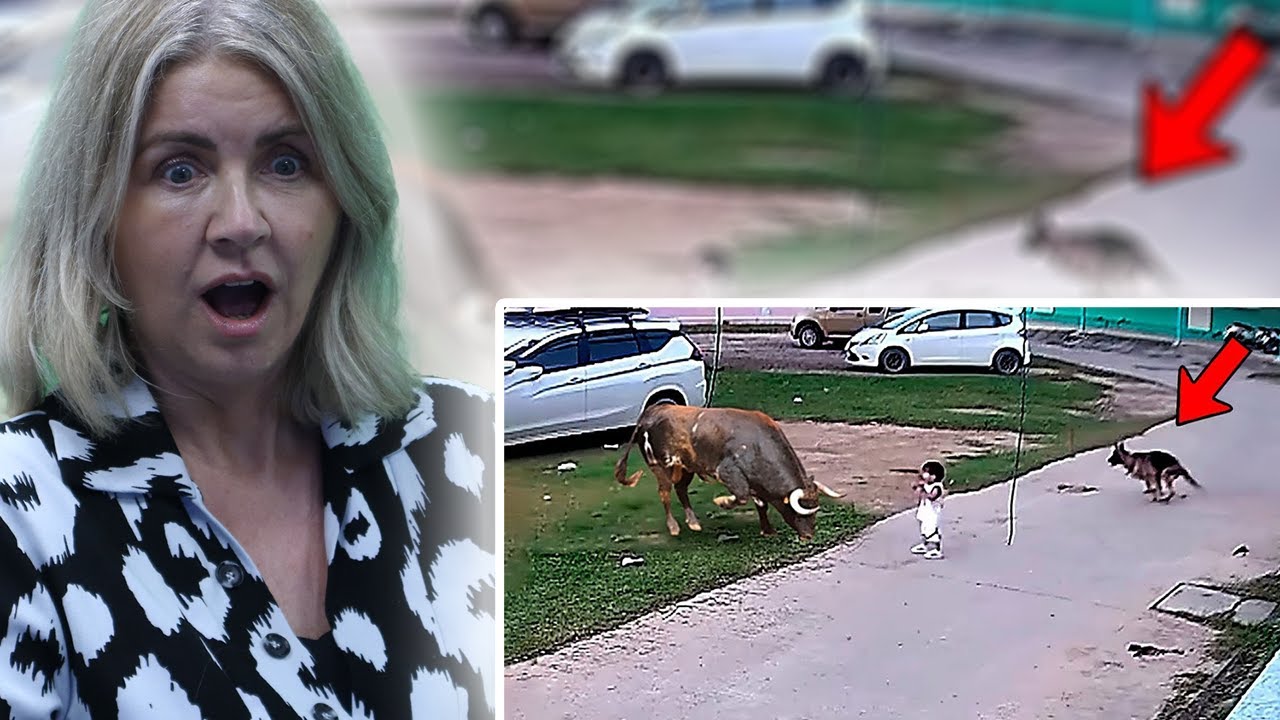 BRITS React to 35 Hero Animals That Saved Human Lives!