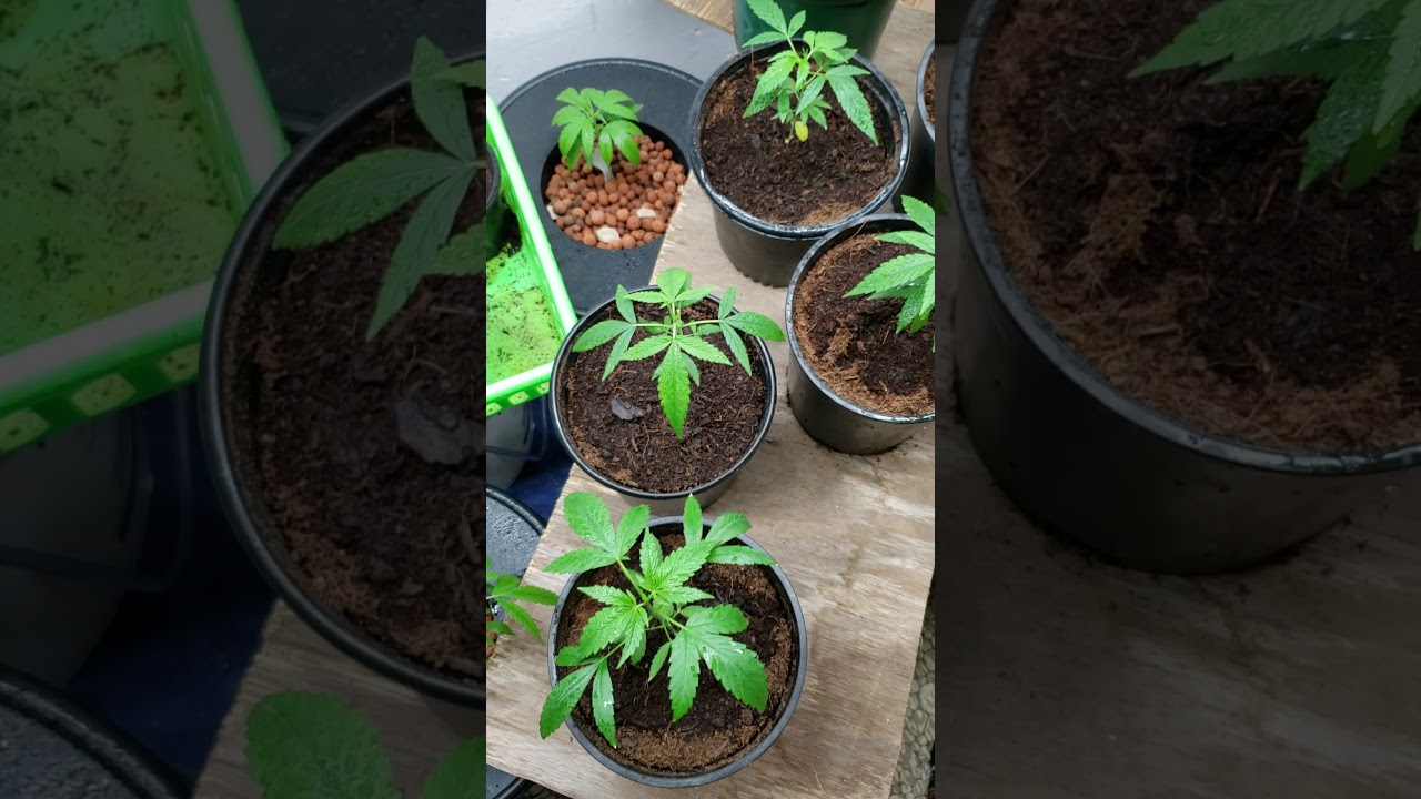 6 week old cannabis plants Check up