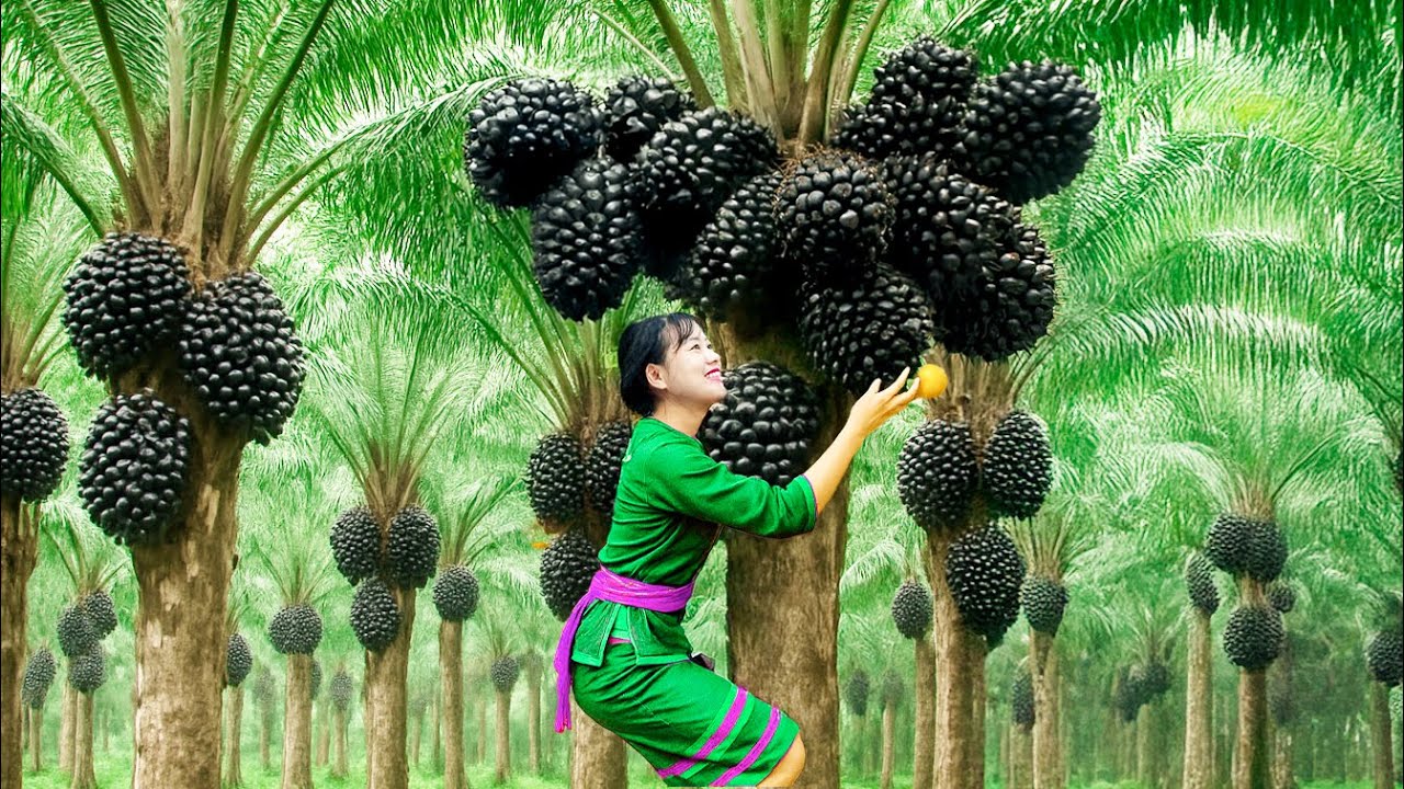 Amazing | Harvesting Lots of Black Palm Fruit to Sell At Outdoor Market | Luyến Harvest Life
