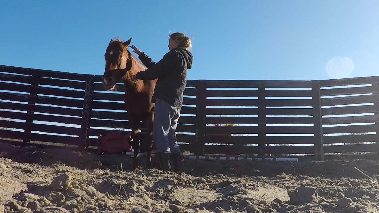 TIP Mustang #6242 - First 5 Days