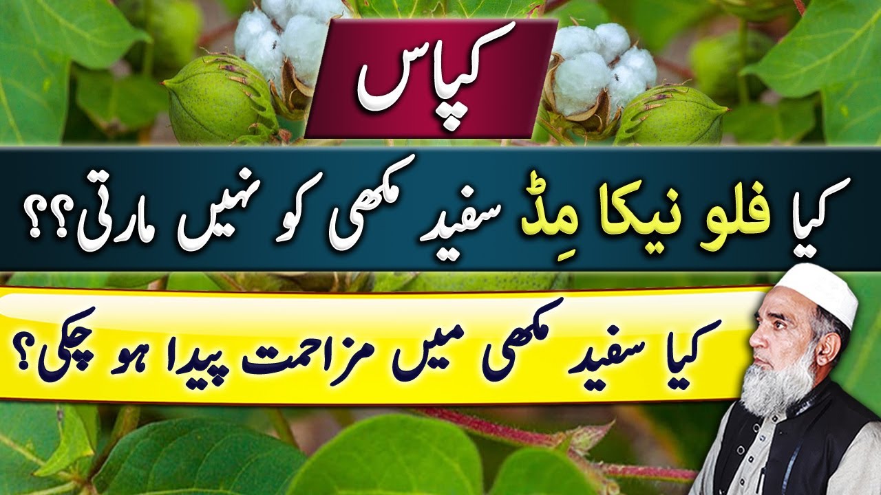 White fly has become resistant to Flonicamid || Crop Reformer