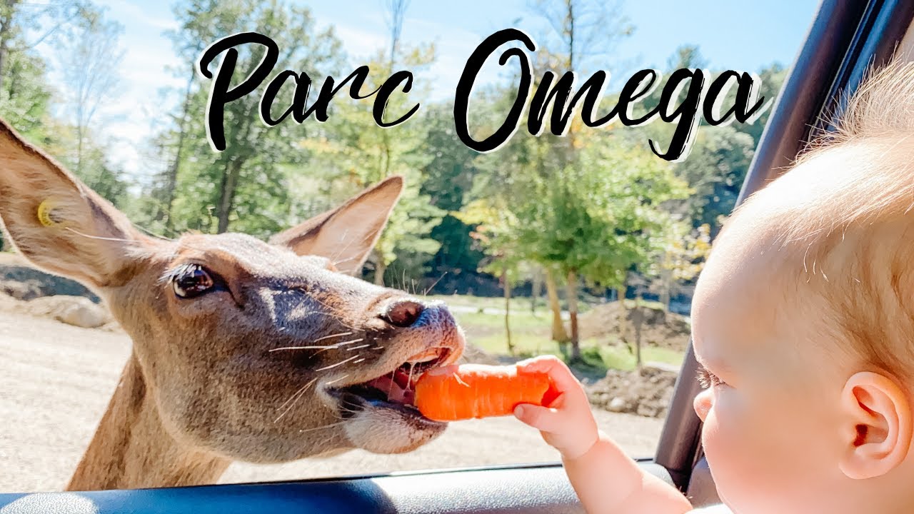 Parc Omega / Omega Park | Animal Drive Through Park Canada | Family Weekend in the Life 2020