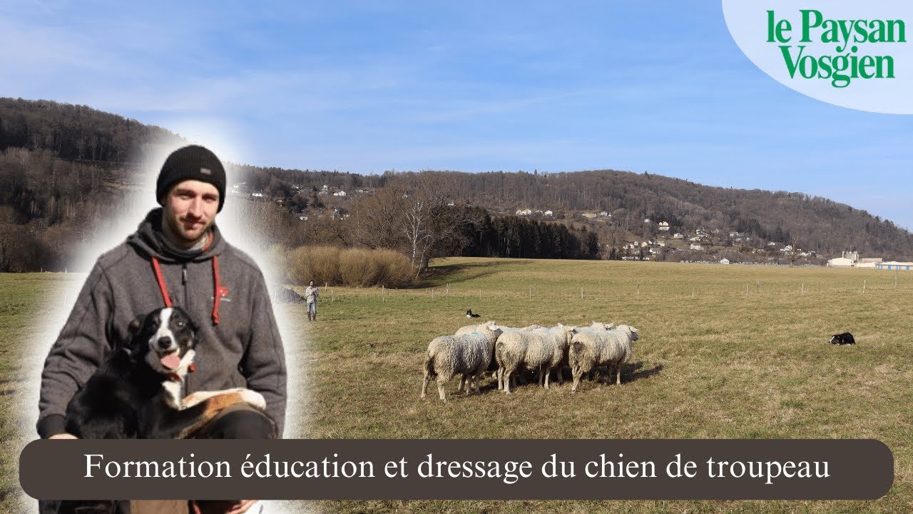 Formation chien de troupeau dans les Vosges