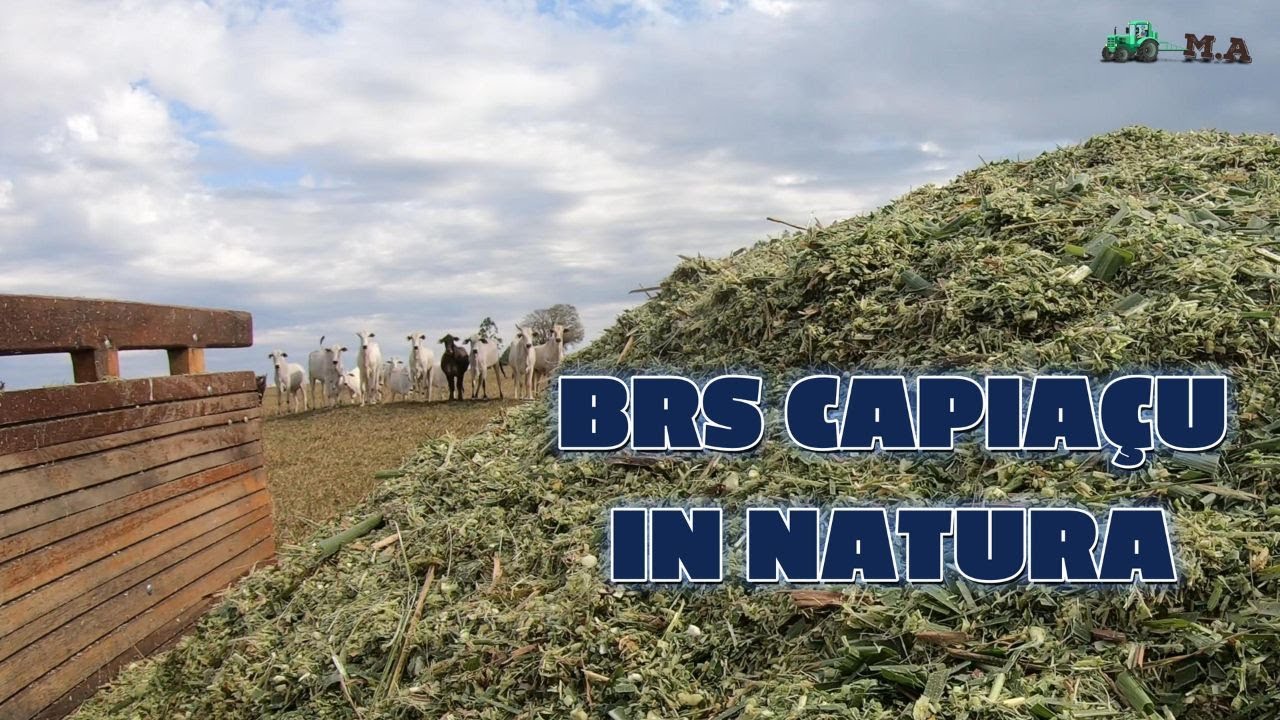 Brs Capiaçu in natura - Será que deu bom?