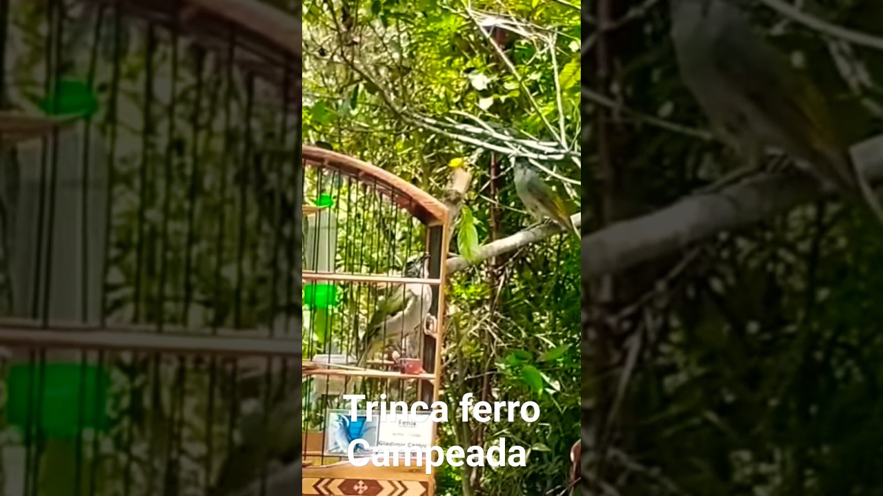 Dois trinca ferro Macheando e Cantando muito no Mato #trincaferromacheando #trincaferrocantando