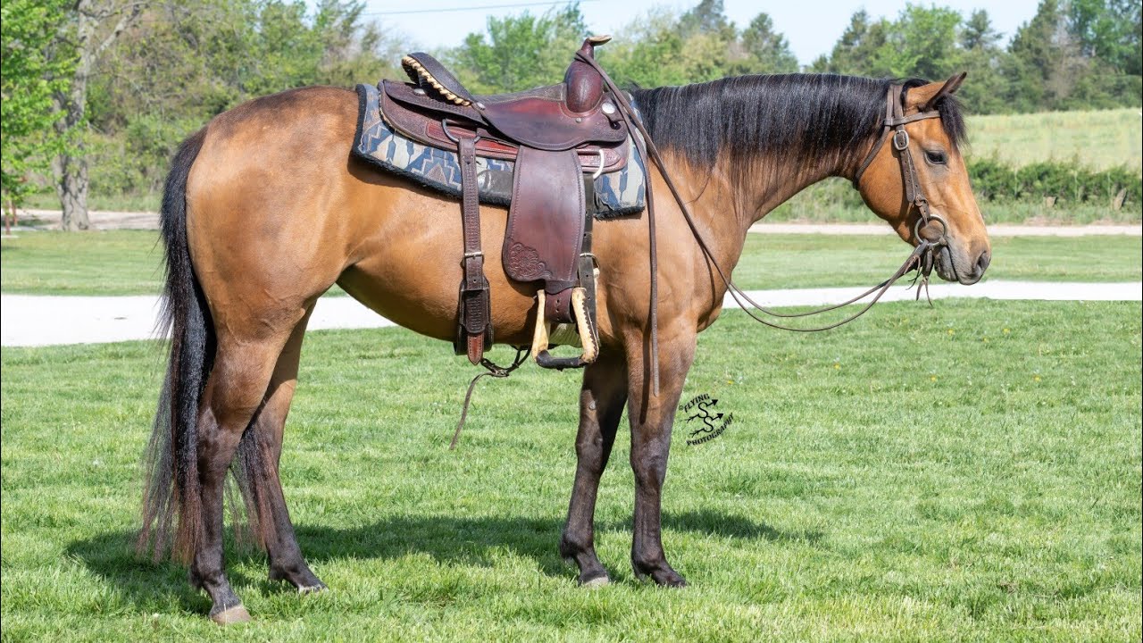 Hug Docs Tru Joy 2021 AQHA Mare