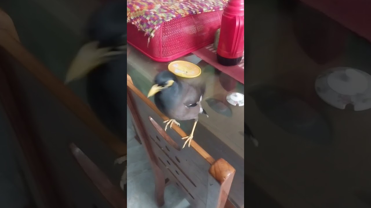আমাদের পোষা পাখি কুকি