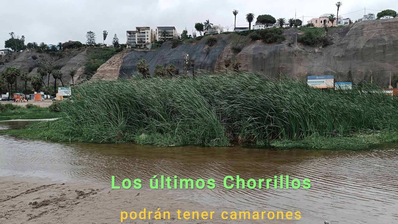 Y si REPOBLAMOS  CON CAMARONES 🦐 los humedales y chorrillos de BARRANCO?