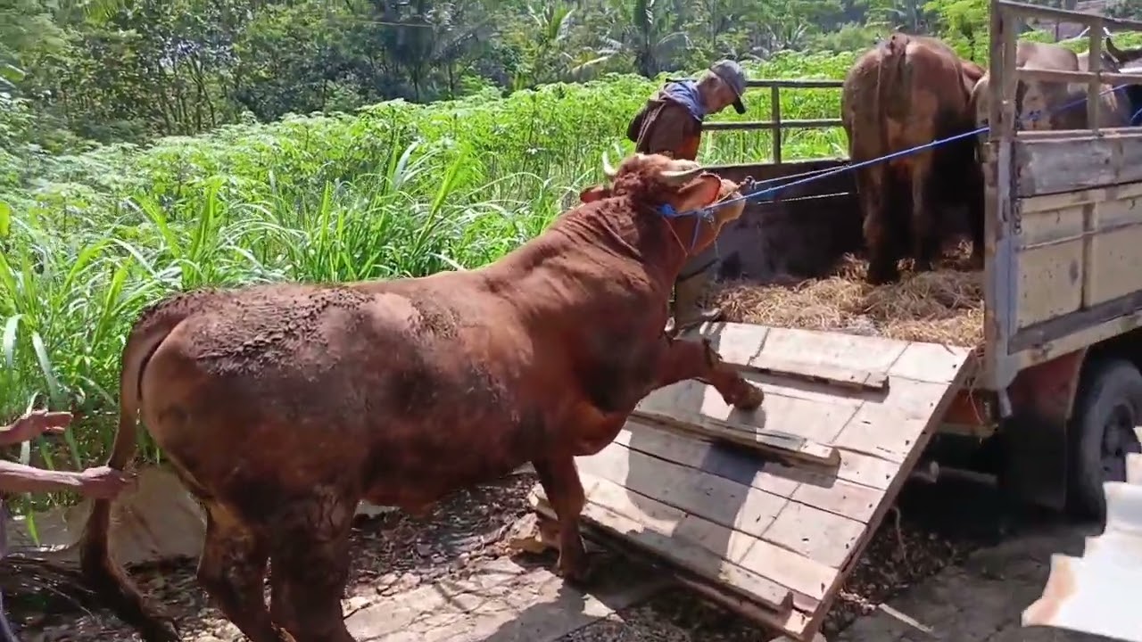 Bawa pulang sapi jumbo Gunungkidul bernama Kopral