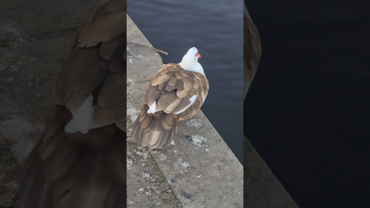 #Muscovyduck Chocolate Muscovy Duck