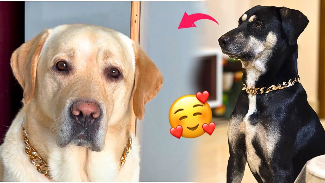 Simba, Kaalu ke Pose Khatam Nahi Hote 😍