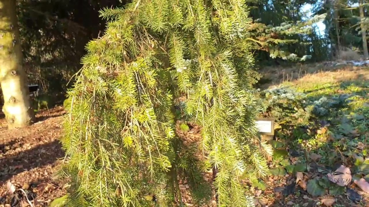 Pseudotsuga menziesii 'Pendula' douglaska tisolist&aacute;