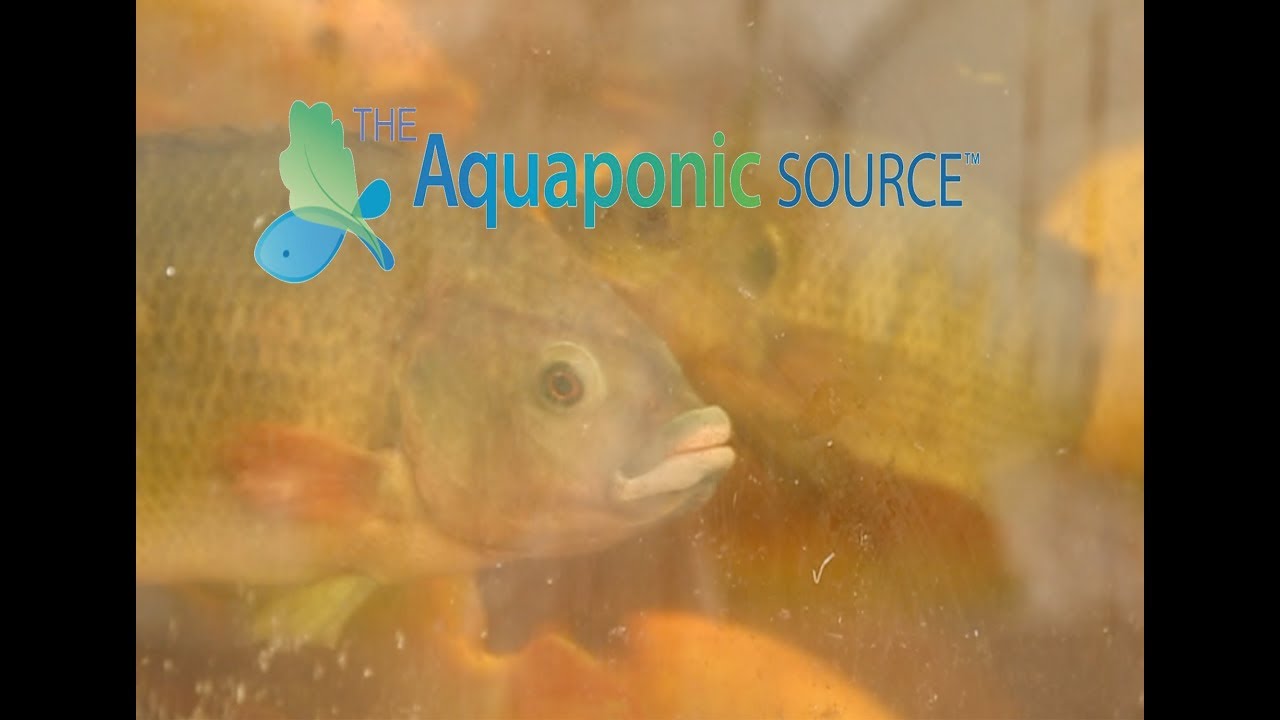 The Proper Way to Feed Your Fish In a Aquaponic Farm.