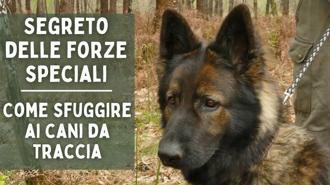 IL SEGRETO DELLE FORZE SPECIALI - Come sfuggire ai cani da ricerca