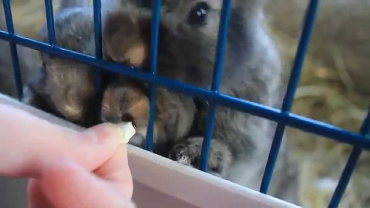Our Baby Bunnies Growing Up! x | anniemadgett