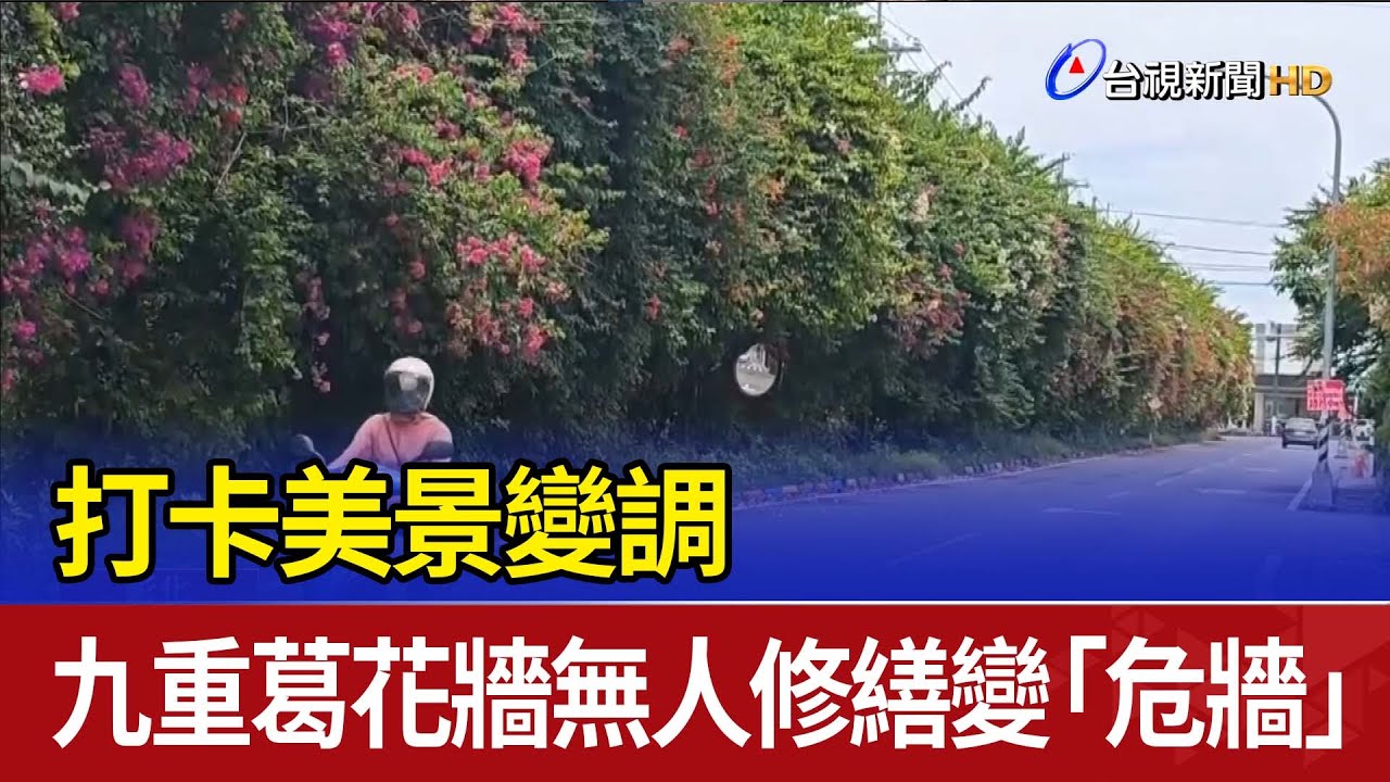 打卡美景變調 九重葛花牆無人修繕變「危牆」
