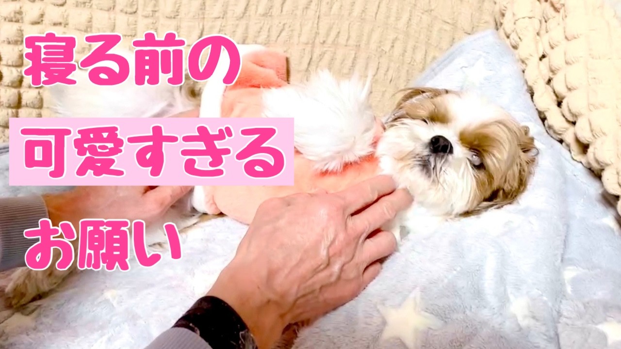 おねだりが可愛すぎる犬【シーズー】多頭飼い～