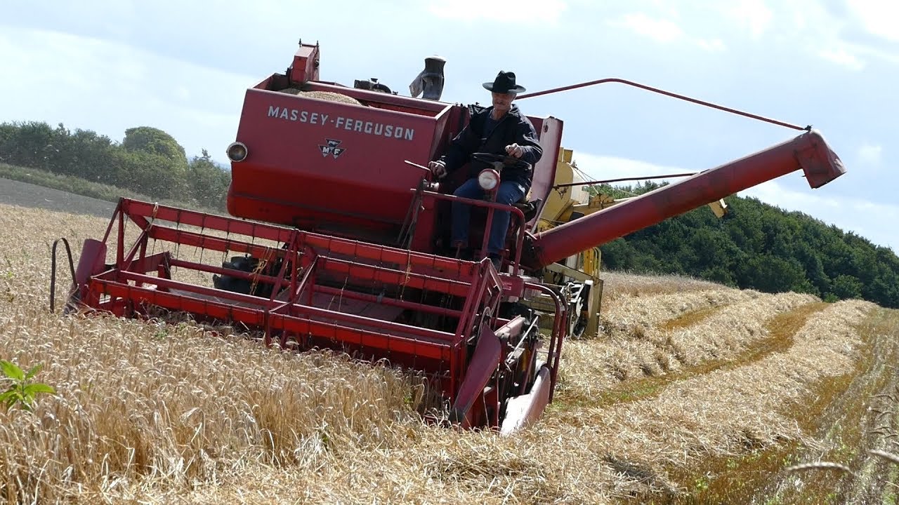 Massey Ferguson 87 Working Hard in The Field Threshing Barley | Old School | DK Agriculture