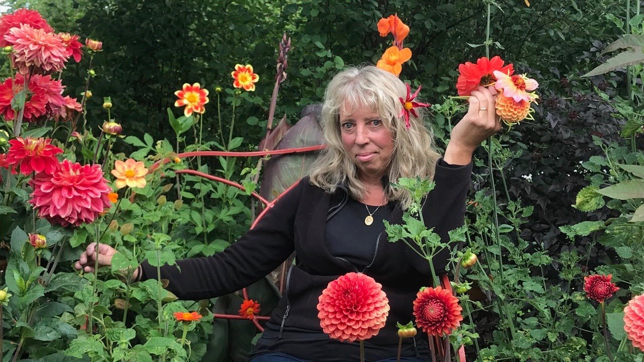 Frossa i dahlior