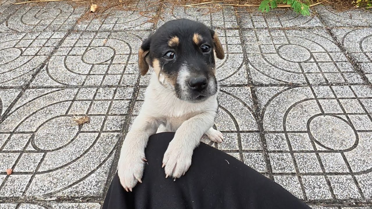 The Stray Dog ​​Was Scared When It Saw Me, Until It Felt The Love I Had For It