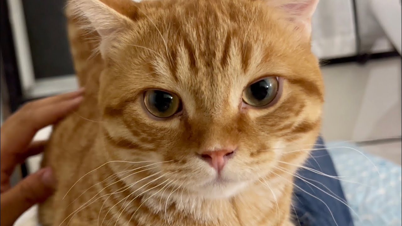 体調不良の私に寄り添い続けてくれていた子猫のぽちゃくん。 #子猫 #マンチカン