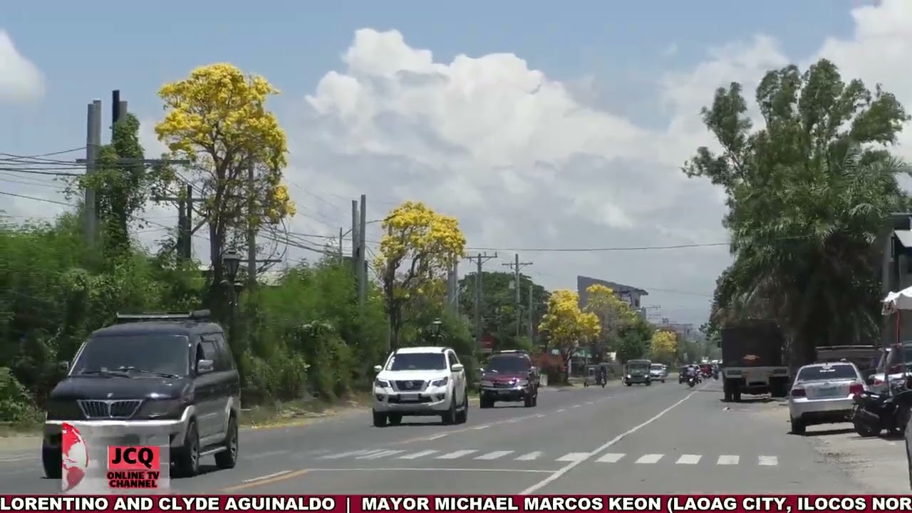 Golden trumpet tree makita iti igid ti kalsada a sakupen ti San Nicolas, Ilocos Norte