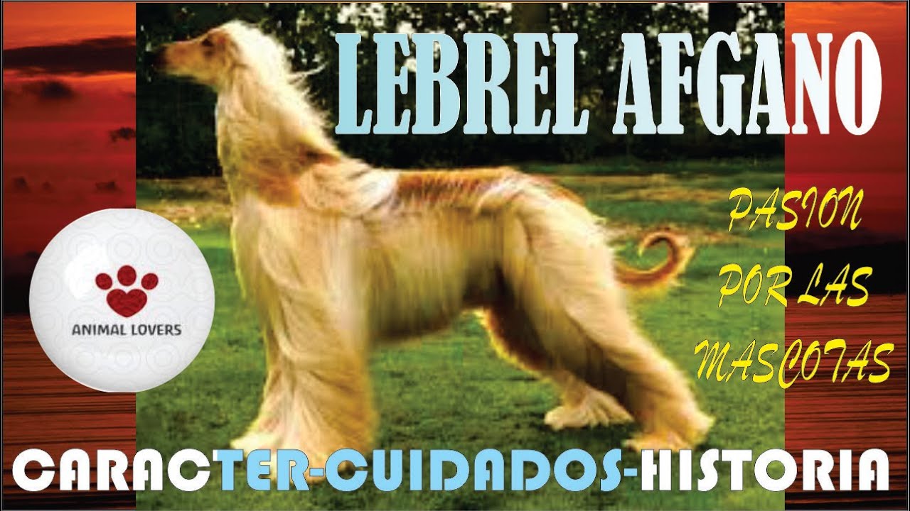LEBREL AFGANO O GALGO AFGANO CARACTERÍSTICAS COMPORTAMIENTO CUIDADO Y VIRTUDES DE ESTA FABULOSA RAZA
