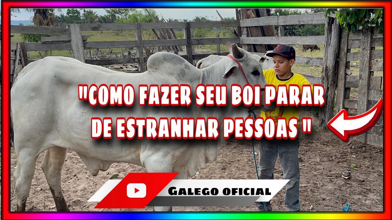 Como fazer seu boi parar de estranhar pessoas |galego oficial 