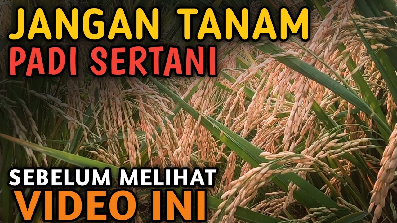 KELEMAHAN PADI SERTANI 14 VERSI GIARTA PRODUCTION