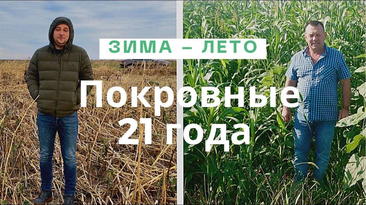 Покровные культуры зимой и летом