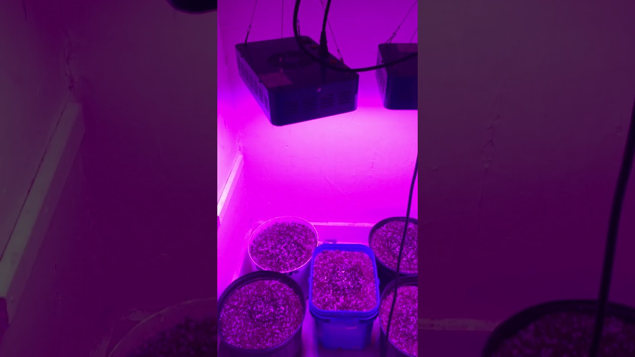 Auto grow series.part one glueberry og mobydick xxl